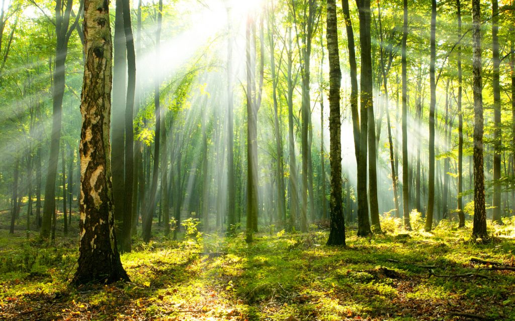 Forest bathing – for your health and right relationship with nature ...
